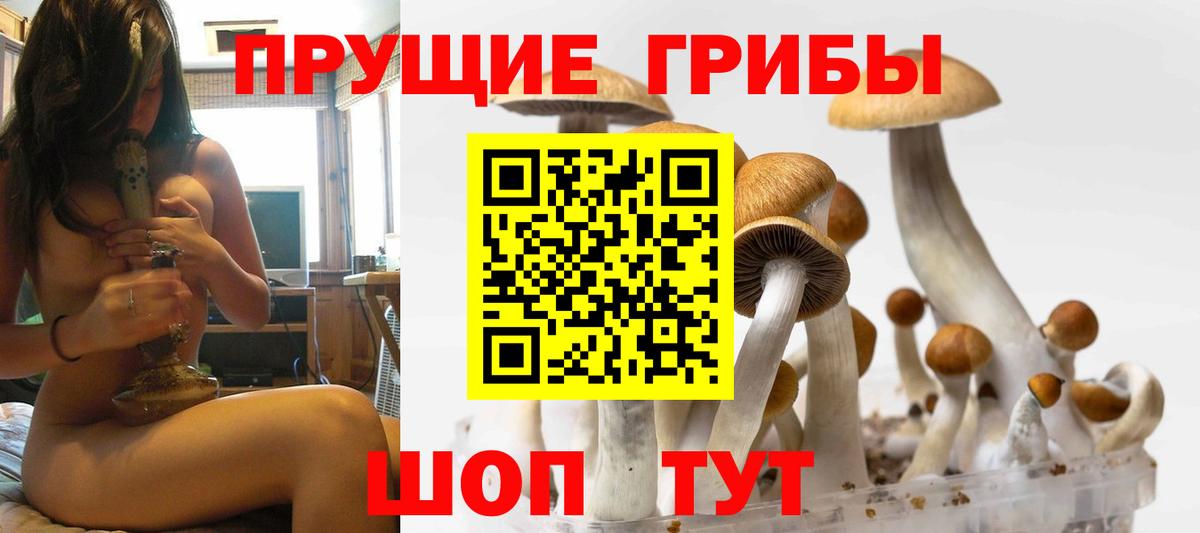 Камень-на-Оби  Галлюциногенные грибы GOLDEN TEACHER  Вход с VPN 